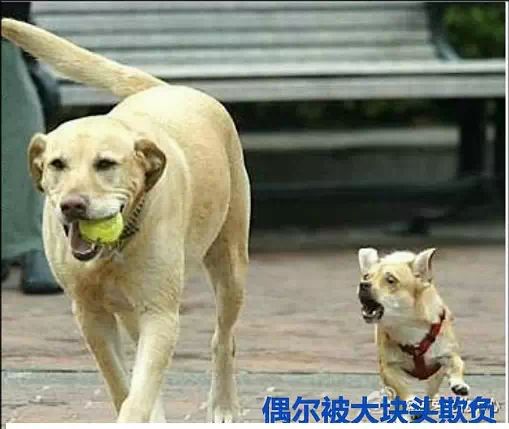 在你不开心的时候可以看看，之后你就乐了···