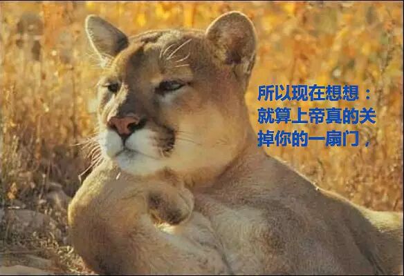 在你不开心的时候可以看看，之后你就乐了···