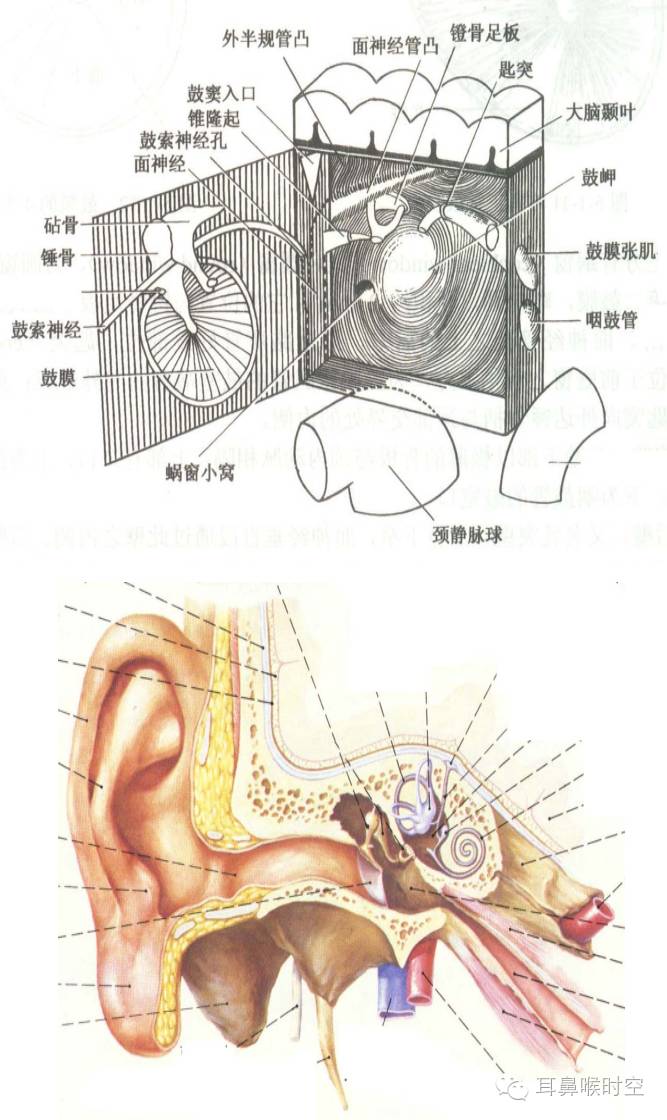 中耳包括鼓室,鼓窦,乳突和咽鼓管四个部分.