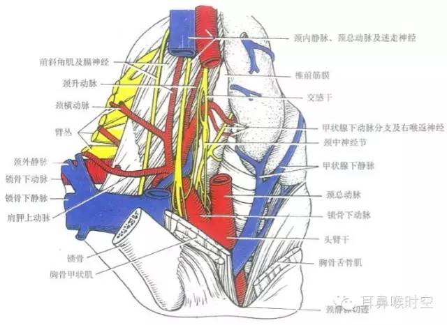 颈根部: 范围:锁骨上方二横指.