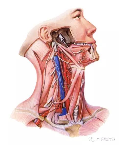 深度好文:颈部解剖图谱