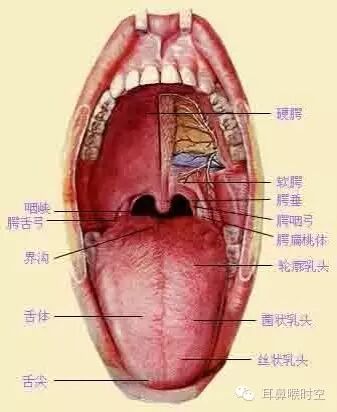 没有耳镜怎么使用耳鼻咽喉常见的检查方法，你值得拥有！_https://www.jmylbn.com_新闻资讯_第11张