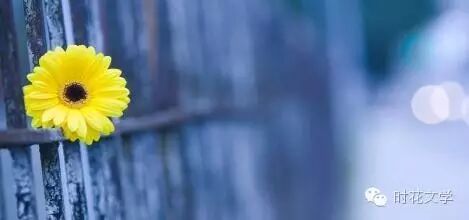 文学蔷薇 有女万事足,生不生二胎与我何干?-怀孕期