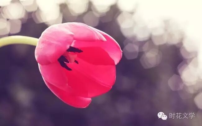 文学蔷薇 有女万事足,生不生二胎与我何干?-怀孕期