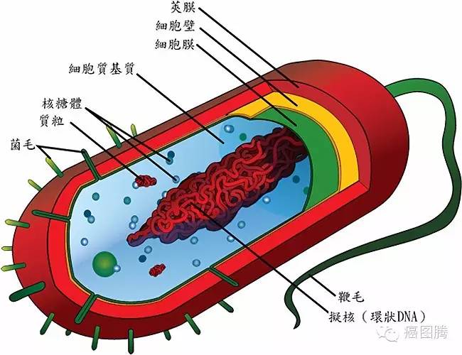 大肠杆菌细胞结构