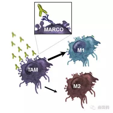 癌症相关巨噬细胞的免疫疗法