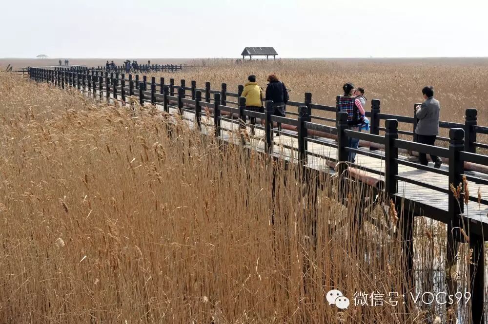 上海崇明東灘濕地