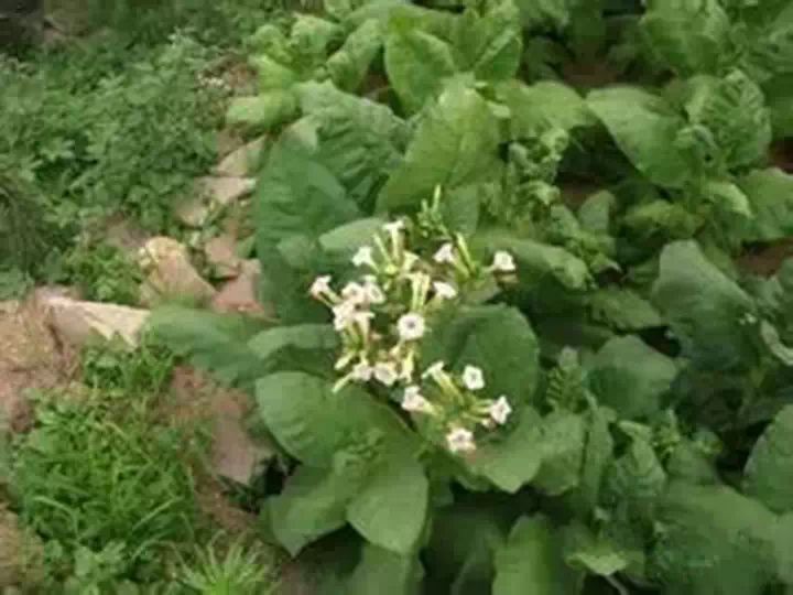 老旱烟,要作务,一家一家不一样.杆杆子棉叶叶子硬,棉来硬来要搭配.