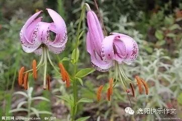张赫:野百合也有春天