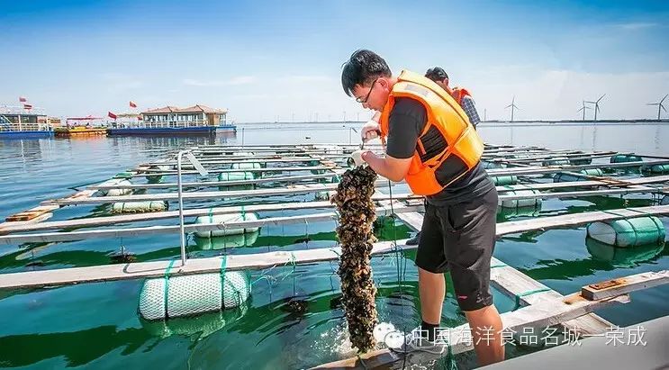 牡蛎,太平洋牡蛎和大连湾牡蛎等四大品种,养殖方式主要以筏式养殖为主