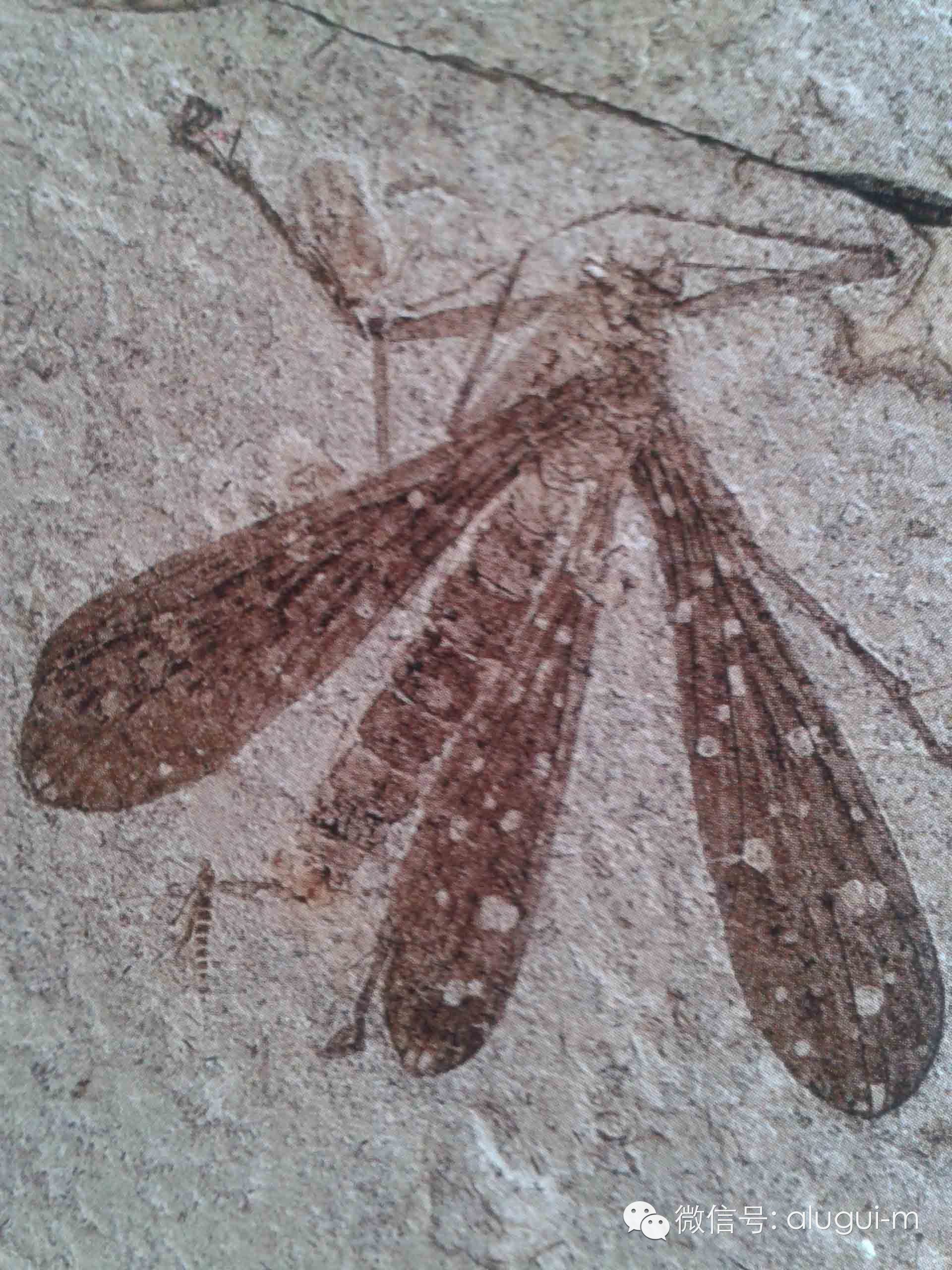 内蒙古宁城道虎沟昆虫化石