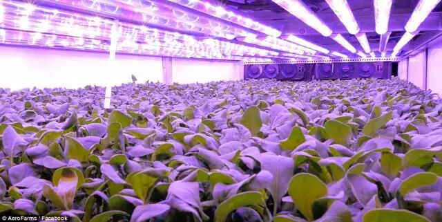 从生产到销售，带你全方位了解植物工厂