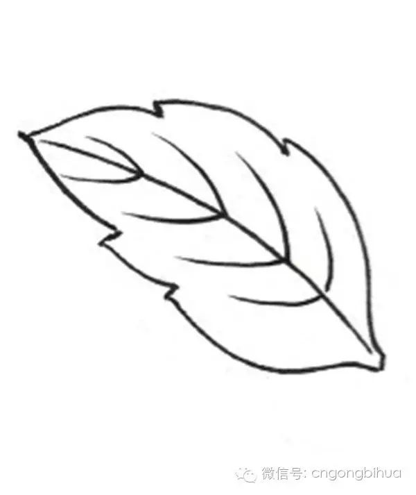 5,单片叶子的形态 6,一组叶子的形态 7,枝干和叶子的画法 8,白描花卉
