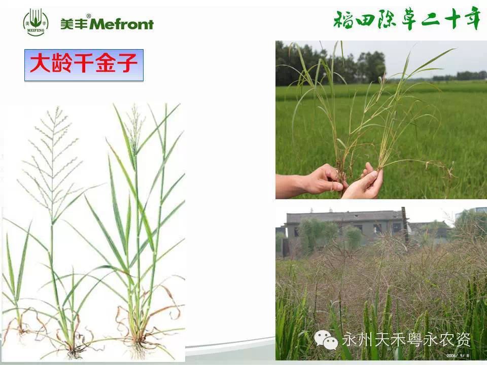 水稻田杂草图谱(全)