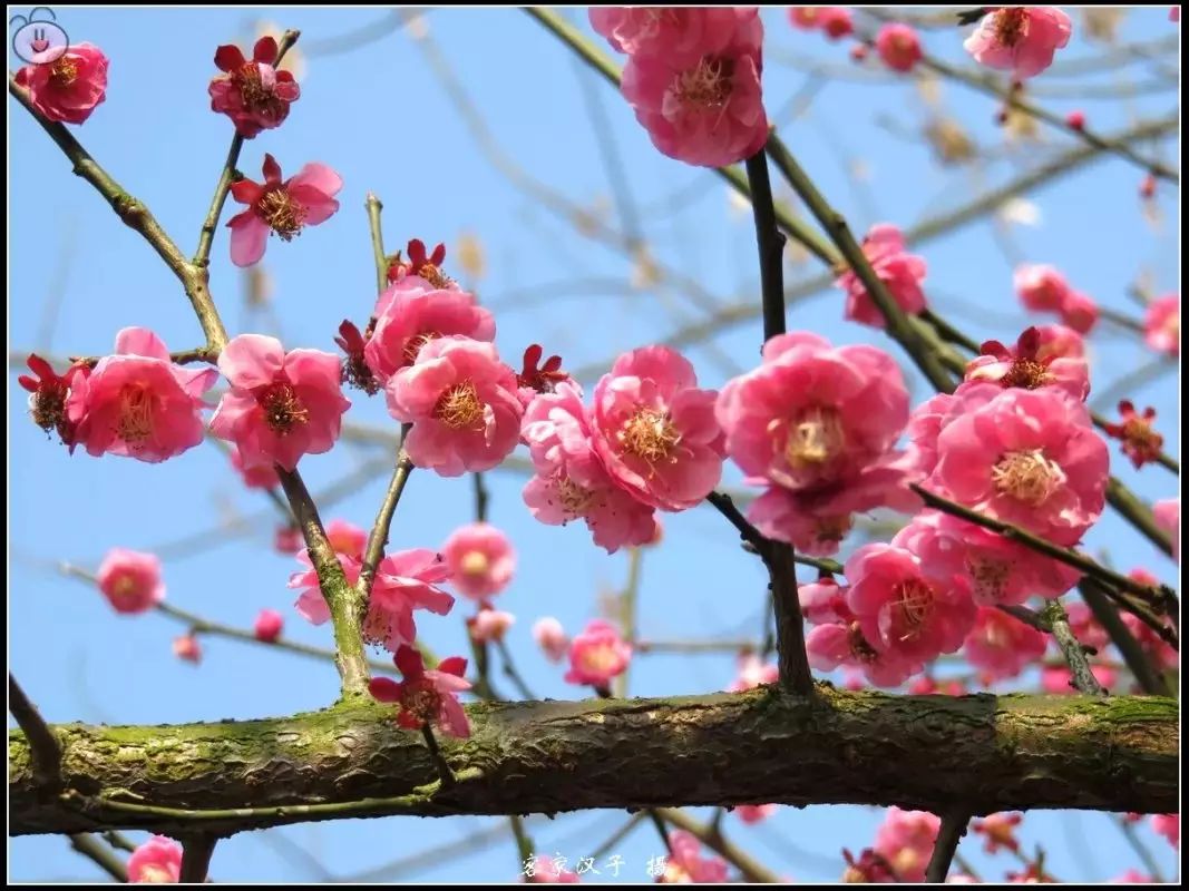 赣县樱花公园梅花报春,茶花迎春,花儿朵朵红艳艳,期待