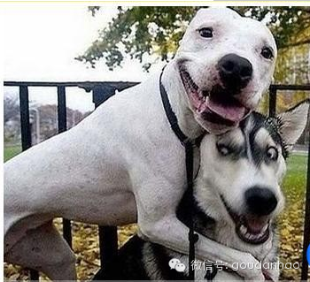 蝴蝶犬图片 盘点十大搞笑的狗狗图片