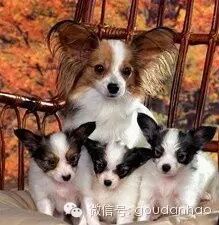 蝴蝶犬图片幼犬多少钱_蝴蝶犬图片_杂交蝴蝶犬图片