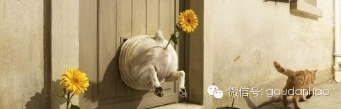 蝴蝶犬图片幼犬多少钱_蝴蝶犬图片_杂交蝴蝶犬图片