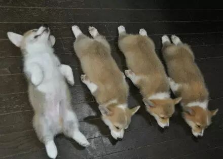 杂交蝴蝶犬图片_蝴蝶犬图片幼犬多少钱_蝴蝶犬图片