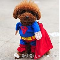 杂交蝴蝶犬图片_蝴蝶犬图片_蝴蝶犬图片幼犬多少钱