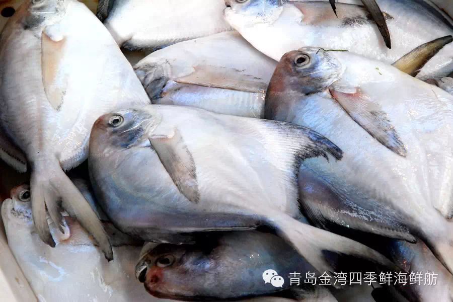 鳗鳞鱼