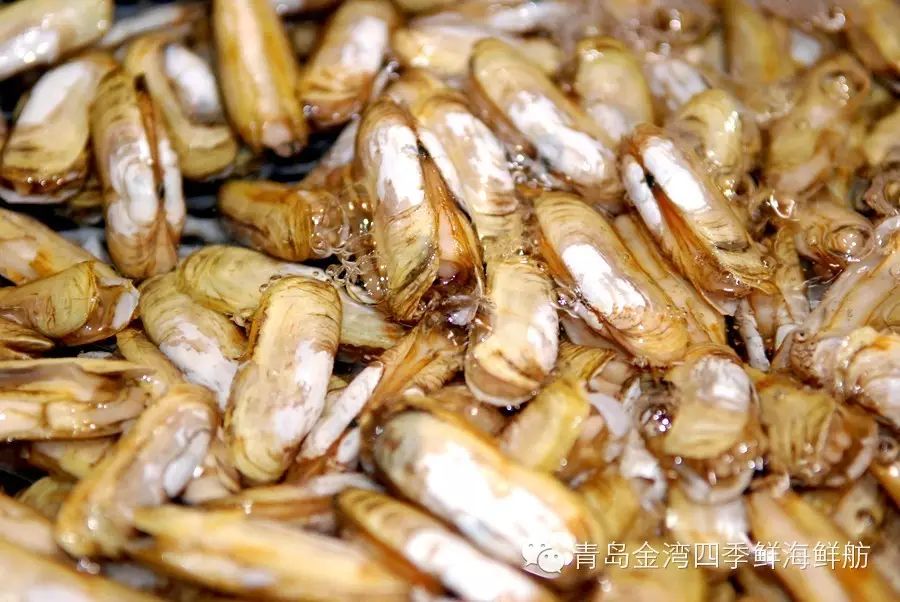 扇贝又名海扇,其肉质鲜美,营养丰富,它的闭壳肌干制后即是"干贝",被
