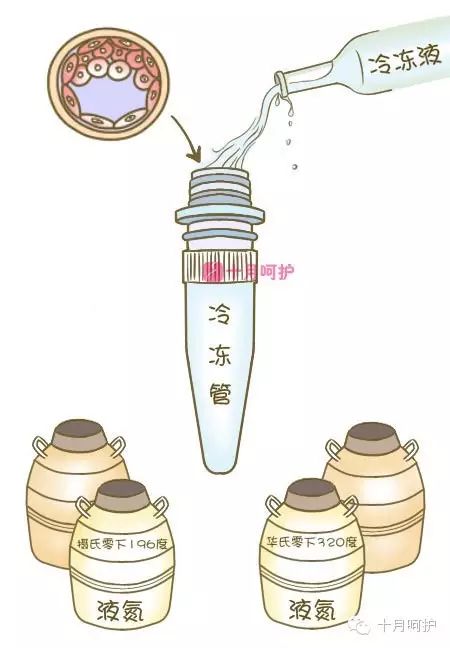 冷冻胚胎收费标准_胚胎冷冻费用怎么算的_冷冻胚胎扣费4600