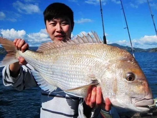 【去海钓】了解了这些鱼,矶钓收获杠杠的