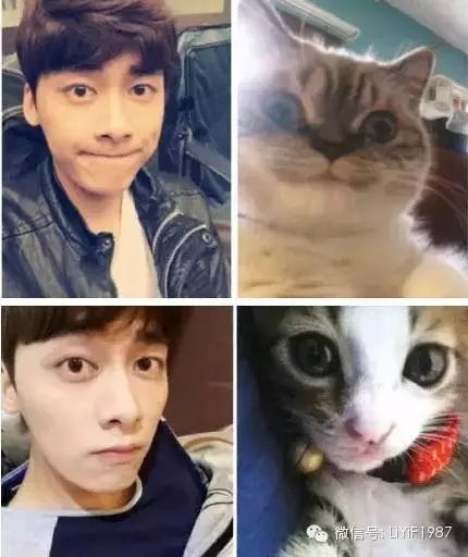 猫咪自拍撞脸李易峰,看到最后一张笑傻了