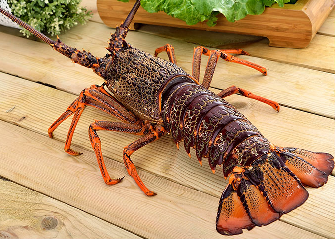 涨姿势 <wbr>| <wbr>关于大龙虾的8个小秘密