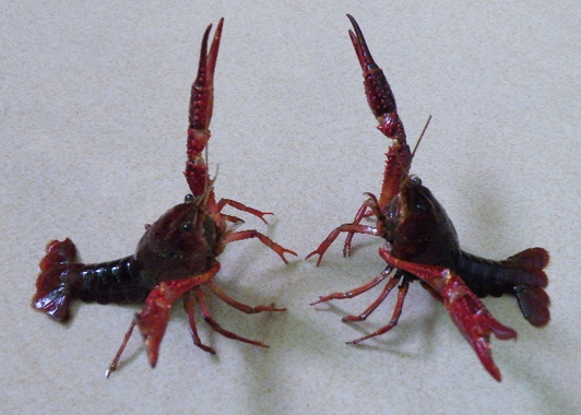 涨姿势 <wbr>| <wbr>关于大龙虾的8个小秘密