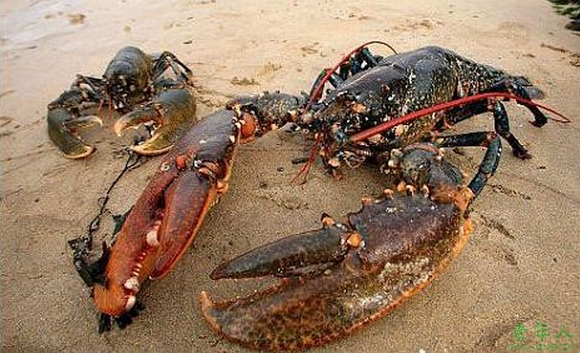 涨姿势 <wbr>| <wbr>关于大龙虾的8个小秘密