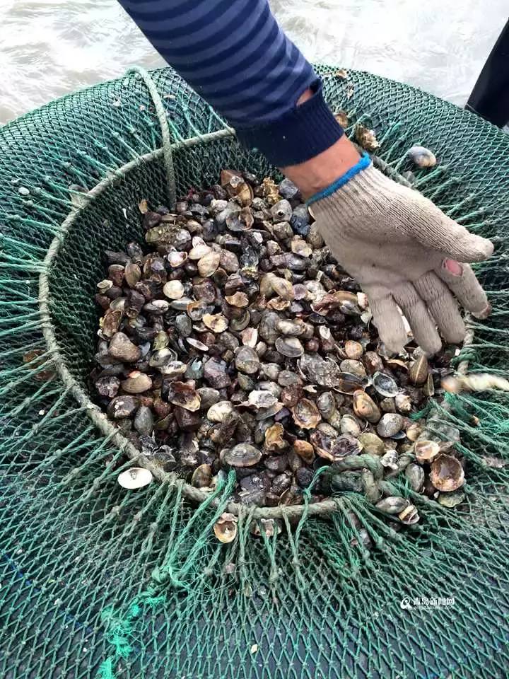 渔民收获的贝类海鲜