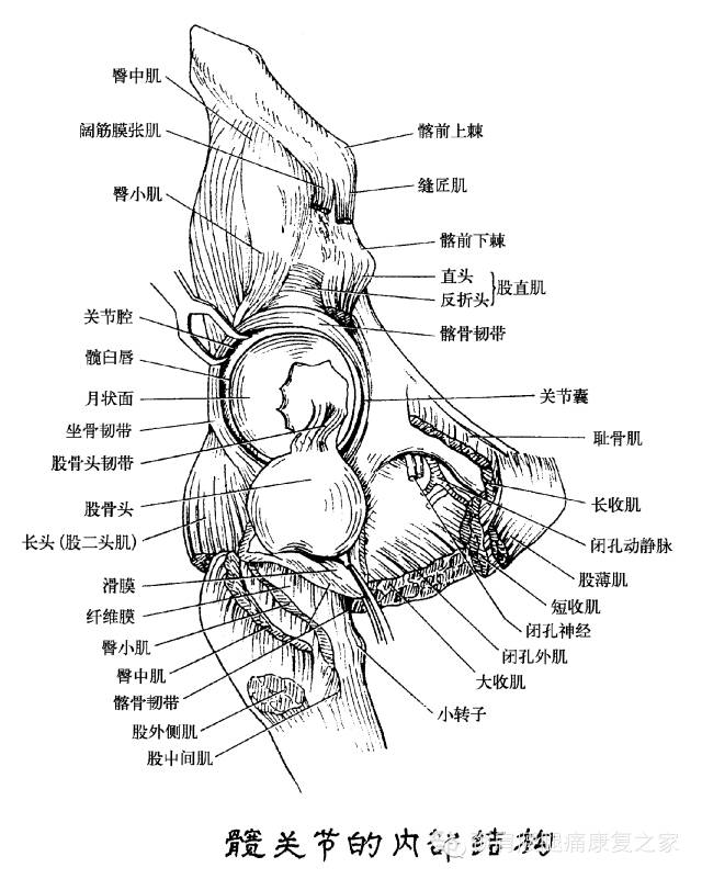 切迹中架有一坚韧的髋臼横韧带,恰好把髋臼下部的缺口弥补成完整的