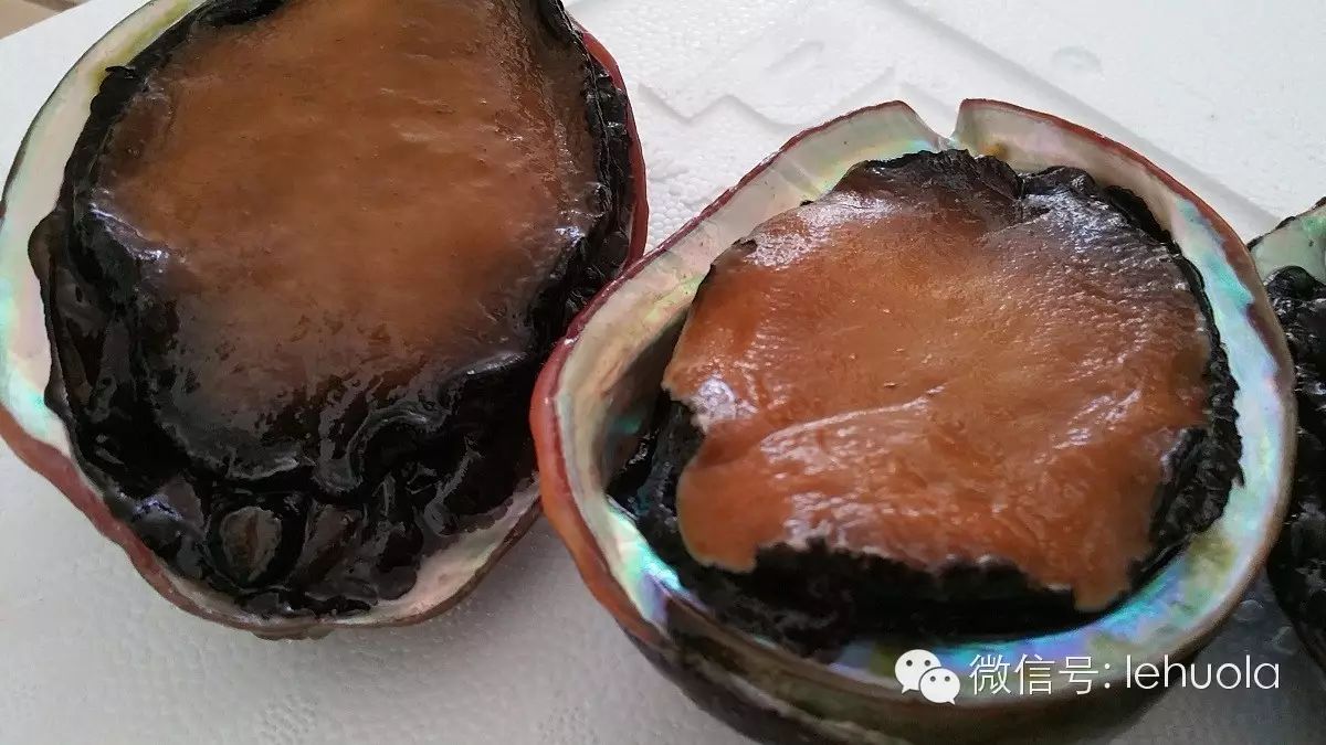 南美洲红鲍鱼(red abalone 学名 haliotis rufescens,原长于美洲