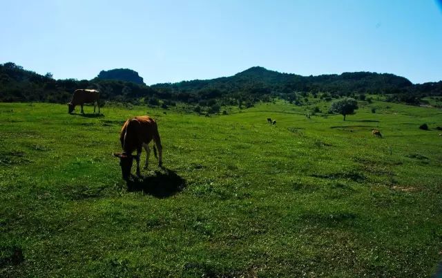 河南境內的這座山又美又低調，還藏著24℃的夏天 旅行 第24張