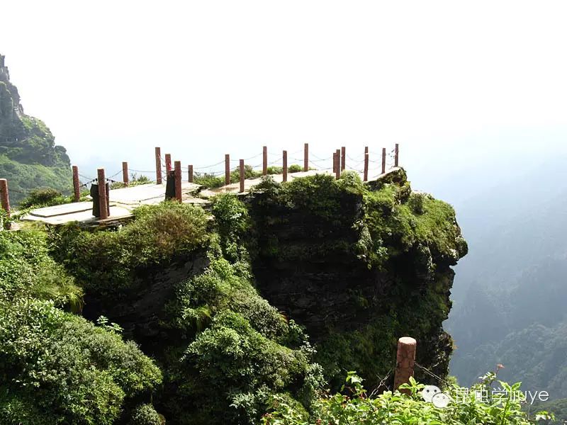 08年贵州梵净山科考回忆(虫,奇景,蟹,花,鱼)