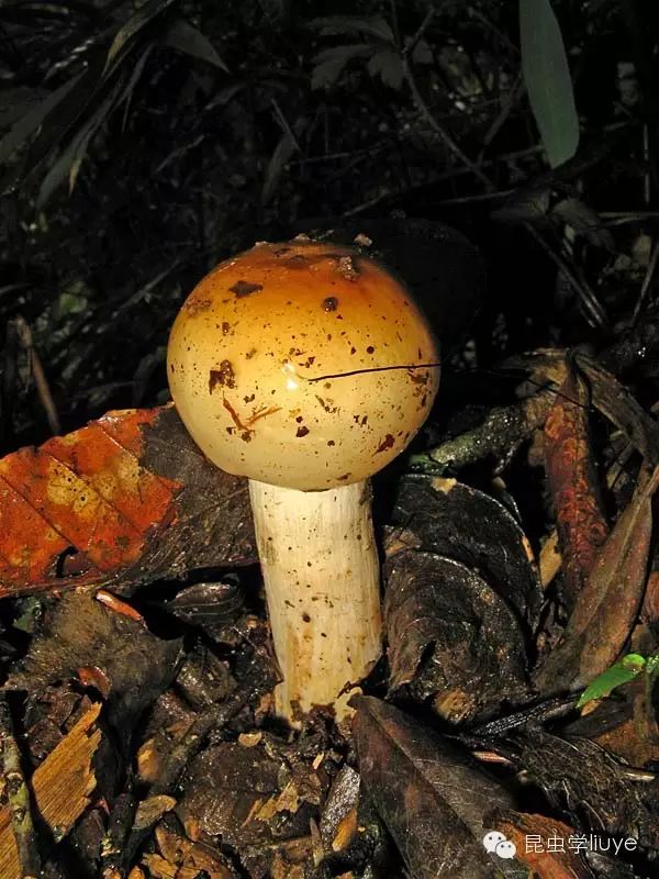 林子里大头蘑菇不少.看似味道不错的样子,不过可不敢尝试.