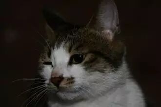 张柏芝,谢霆锋,王菲,李亚鹏,四人首次同框,贵圈太...