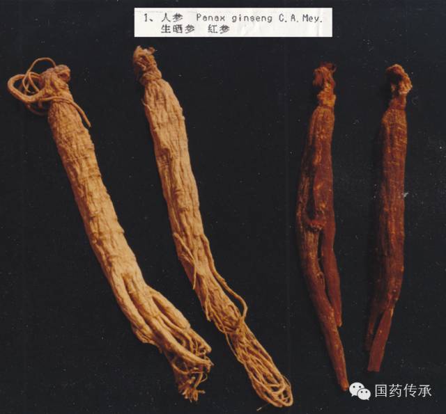 人参、红参、高丽红参（真伪组图）《中药材彩色照片集》（第8集）_2016.3.15