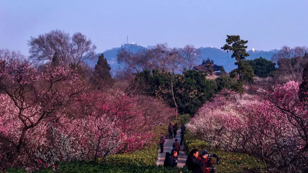 南京每年举行梅花节,梅花山的一片梅花海.