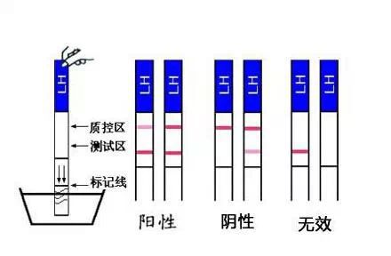 测排卵知识大全 一看就怀孕!