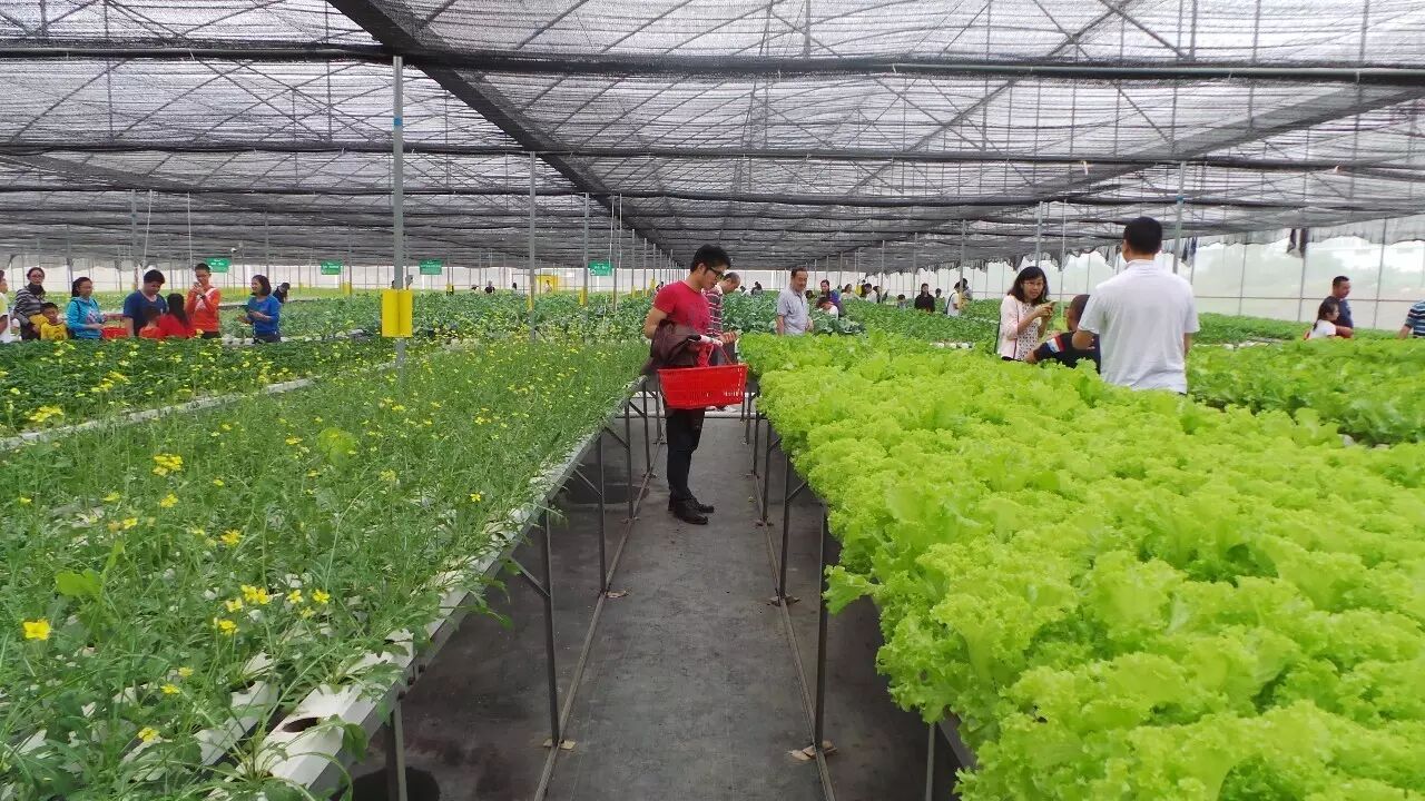 无土栽培蔬菜带来的四大好处