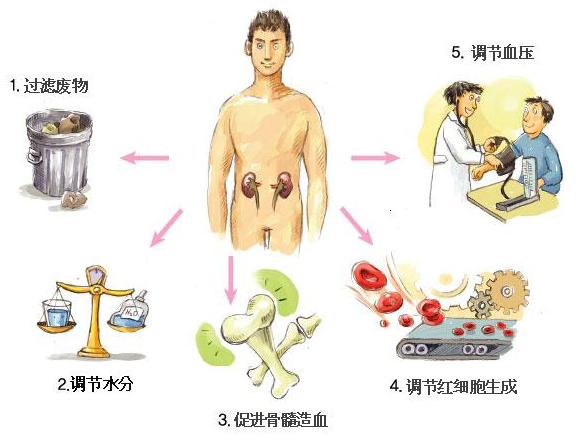 肾有多好,人就有多年轻—男女通用的食疗养肾养发秘方! - suay123“阿庆嫂” - 阿庆嫂欢迎来自远方的好友! 肾有多好,人就有多年轻—男女通用的食疗养肾养发秘方! - suay123“阿庆嫂” - 阿庆嫂欢迎来自远方的好友!