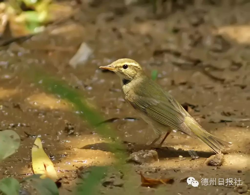 极北柳莺