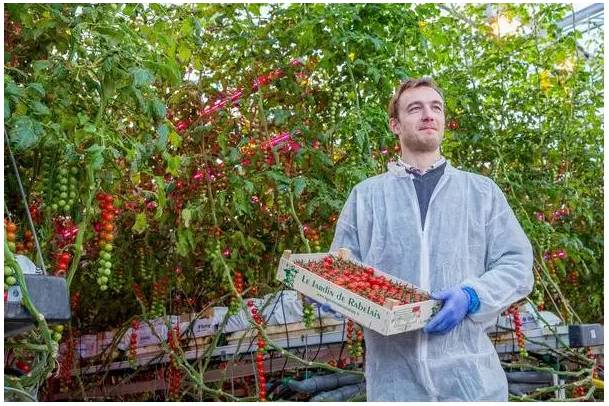 飞利浦照明助力法国番茄种植 年产量増10%