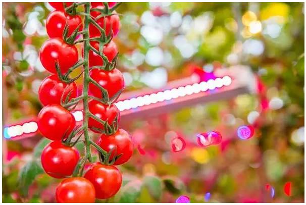 飞利浦照明助力法国番茄种植 年产量増10%