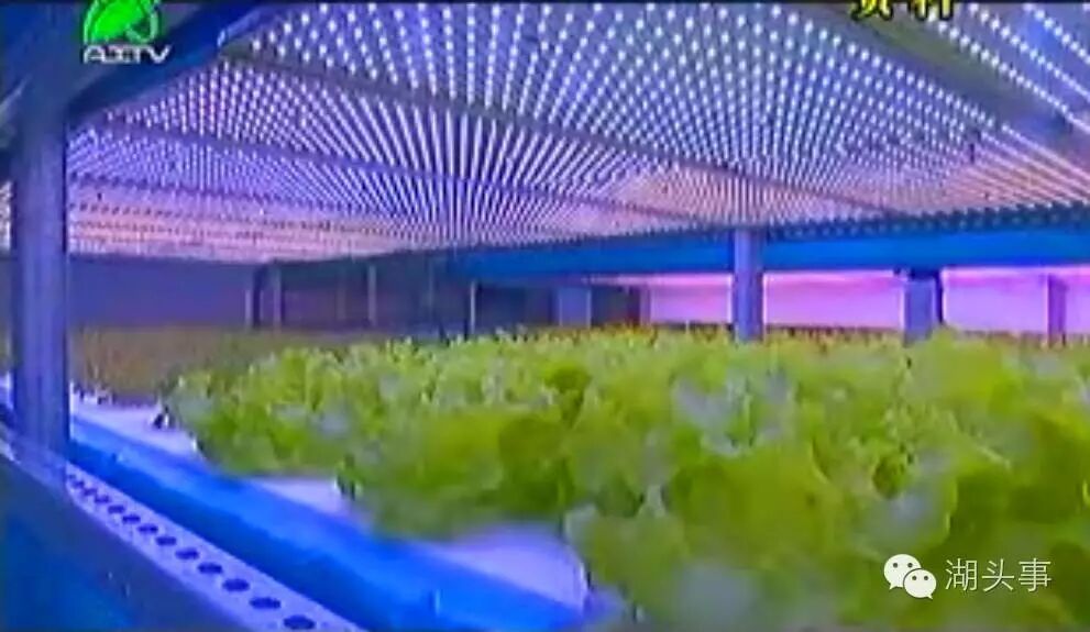 拟分期投入70亿！三安集团LED植物照明工厂月底投产