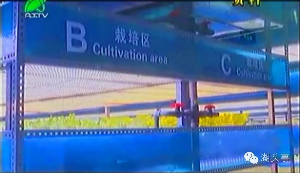 拟分期投入70亿！三安集团LED植物照明工厂月底投产