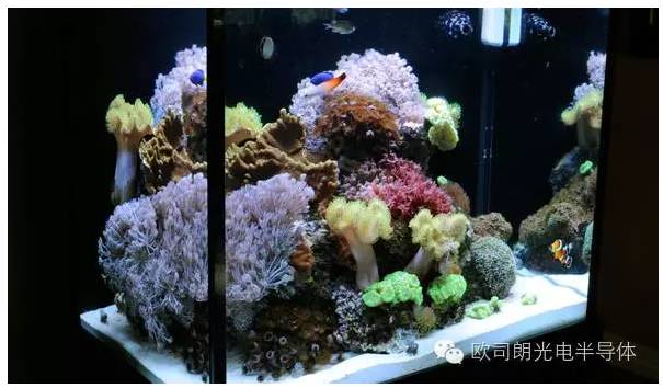 【案例】欧司朗助力为珊瑚礁水族馆打造顶级LED照明环境